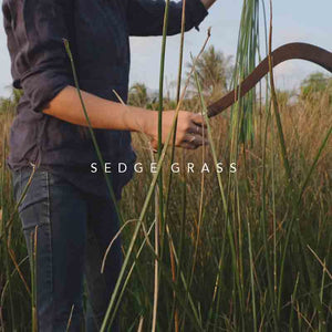 Cutting Sedge Grass
